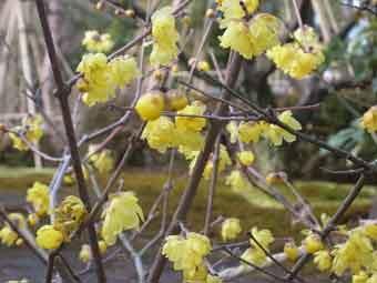 黄色で透き通った花弁をもつソシンロウバイの花が沢山さいている写真