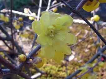 黄色で透き通った花弁をつけたソシンロウバイの花をアップで撮影した写真