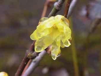 雨に濡れて黄色の花弁が透き通っているソシンロウバイをアップで撮影した写真