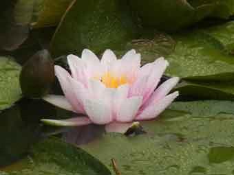 薄ピンク色の花弁のスイレンが池に浮かんでいる写真