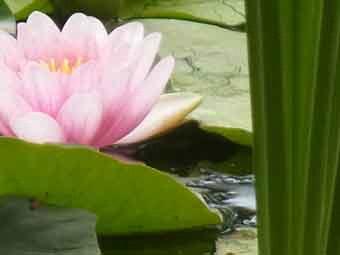 水面に浮いて薄桃色の花弁が咲いたスイレンの花の写真