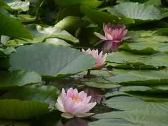 水面から淡いピンク色の花弁を覗かせているスイレンの花の写真