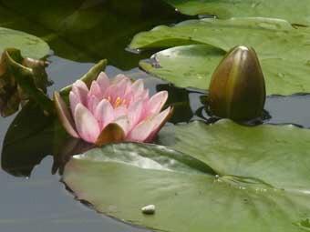 水面に浮かぶまるく大きな葉とピンク色のスイレンの花の写真