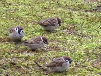 芝生の上に降り立ち餌を探している4羽の雀の写真