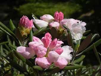 ピンク色の花弁をつけたシャクナゲの花をアップで撮影した写真