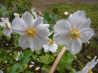 白色の花弁をつけたシュウメイギクの花をアップで撮影した写真