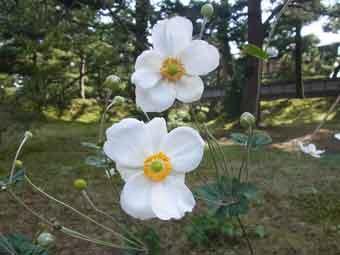 白色の花弁をつけた2輪のシュウメイギクの花をアップで撮影した写真