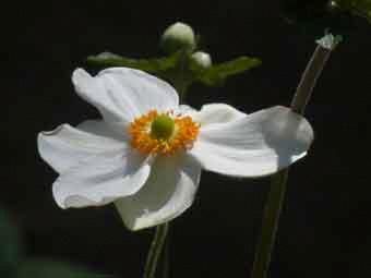 真っ白な花弁をつけたシュウメイギクの花をアップで撮影した写真