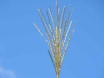 青空の下、長い白い花穂が天に向かって伸びているタカノハススキの写真