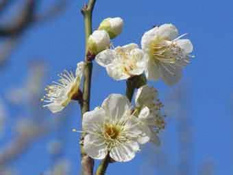 満開の白色の花弁の玉梅の花をアップで撮影した写真