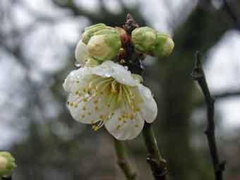 雨の雫がついた白色の花弁が咲き始めた玉梅の花をアップで撮影した写真