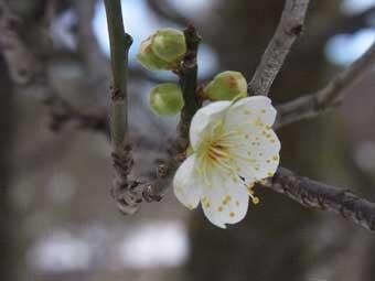 白く光に照らされて咲く小さな玉梅の花をアップで撮影した写真