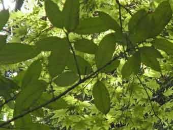 タラヨウの葉っぱを裏側から撮影した写真