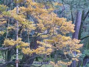 松の木に雪つりが設置された常磐ヶ岡に、黄色く染まったドウダンツツジの写真