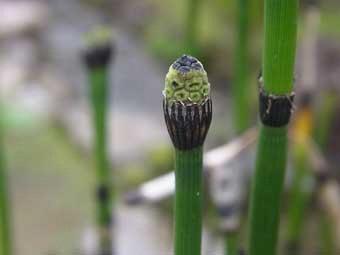 明るい緑色をした茎を直立に地上に伸ばし群生する、つくしに似たトクサをアップで撮影した写真