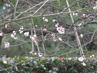 白色の花弁の冬至梅の花が咲いている写真