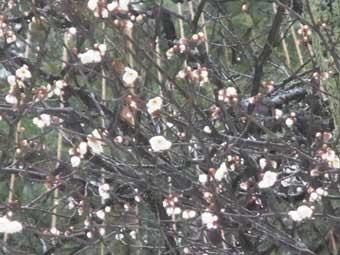 白い花びらをつけた冬至梅の木の写真