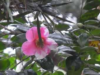大振りのピンク色の花弁をつけた龍石の椿をアップで撮影した写真