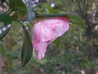 薄いピンク色の地に濃いピンク色の筋がところどころ入っている花弁をつけた、ツバキの花を横からアップで撮影した写真