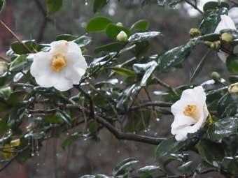 雨の雫に濡れた、白い大きな花弁をつけたツバキの花をアップで撮影した写真