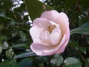 薄いピンク色の椿の花をアップで撮影した写真