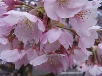 鮮やかな濃いピンク色の花弁をつけた、ツバキカンザクラを下からアップで撮影した写真