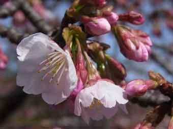 淡いピンク色の花弁をつけた、ツバキカンザクラをアップで撮影した写真