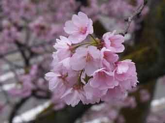 濃い明るいピンク色の一重咲きの満開の花を咲かせたツバキカンザクラをアップで撮影した写真