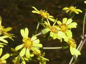 菊に似た黄色い花びらをつけたツワブキの花をアップで撮影した写真