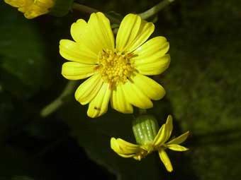 菊に似た黄色い花びらをつけた、ツワブキの花をアップで撮影した写真