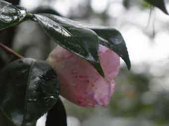 薄ピンク色の花弁のツバキの花をアップで撮影した写真