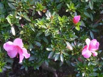 鮮やかなピンク色の花弁をつけた、ドウダンツツジをアップで撮影した写真