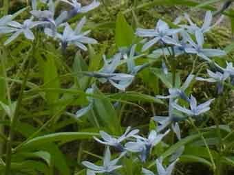 淡い青紫色の星型の花をつけたチョウジソウの花をアップで撮影した写真
