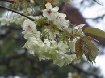 枝の先端に白い花が沢山咲いているウコンの写真