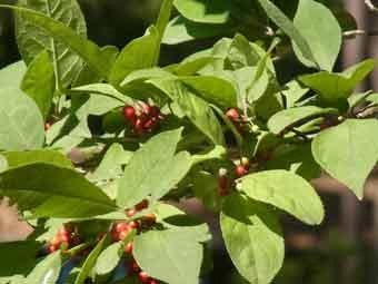 緑色の葉の中に赤色の小さな実をつけたウメモドキをアップで撮影した写真