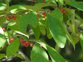 大きな葉の隙間から見える、赤い実をつけたウメモドキの写真