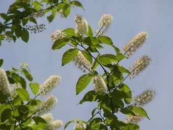枝の先に白い花が密集して咲いているウワミズザクラの写真