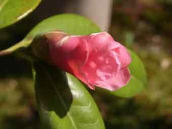 淡いピンク色の花弁のワビスケの花をアップで撮影した写真