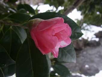 ピンク色の花弁をつけたワビスケの花をアップで撮影した写真