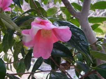 ピンク色にところどころ白色が混ざった花弁をつけたワビスケの花をアップで撮影した写真