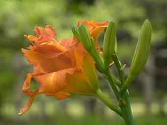 鮮やかなオレンジ色の花弁をつけたヤブカンゾウの花をアップで撮影した写真