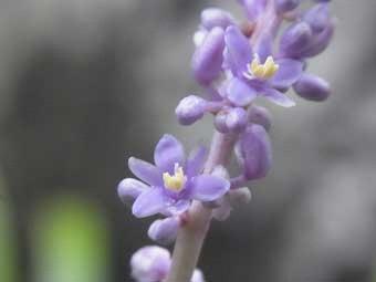 紫色で6枚の楕円形のかわいらし花を咲かせたヤブランをアップで撮影した写真