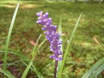 紫色で穂状の花を咲かせるヤブランをアップで撮影した写真