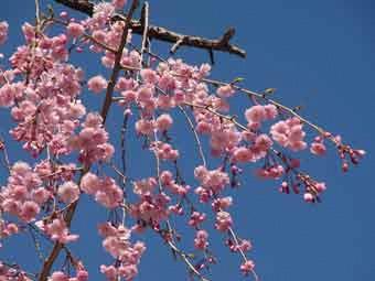 青い空と鮮やかなピンク色のコントラストが美しい八重紅枝垂の満開の花をアップで撮影した写真