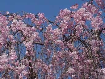 垂れ下がった枝にピンク色の花をたくさん咲かせているヤエベニシダレの写真