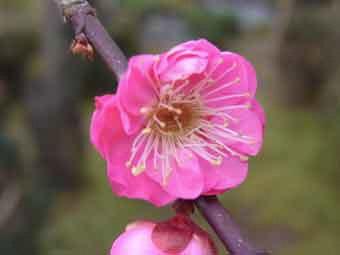 ピンク色の花弁の八重寒紅梅の開花をアップで撮影した写真