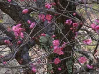 満開の鮮やかなピンク色の花が咲いている八重寒紅梅の写真