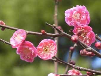 ピンク色の花弁をつけた小振りの八重寒紅梅の満開の花をアップで撮影した写真