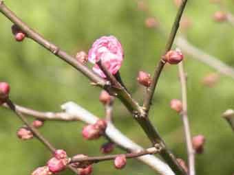 ピンク色の花弁をつけた1輪のヤエカンコウバイの花が咲き始めた様子をアップで撮影した写真
