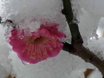 雪が積もったピンク色の花弁の八重寒紅梅を下からアップで撮影した写真